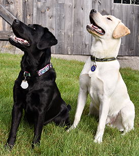 Invisible fence collar clearance prongs